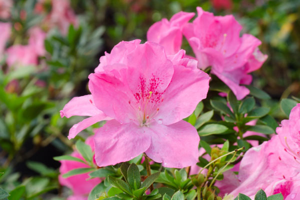 Azalea