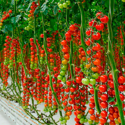 Pomodori "Prodotti del Lazio"