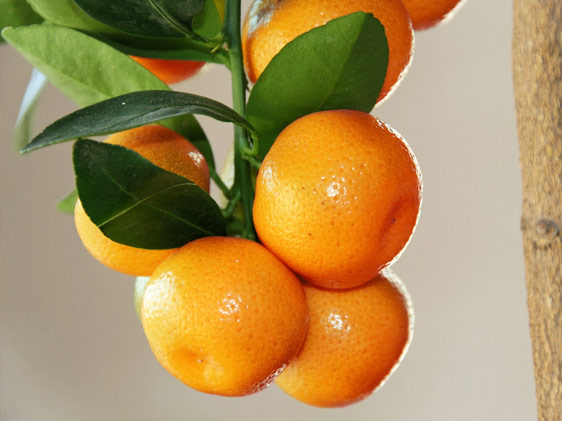 Calamondino