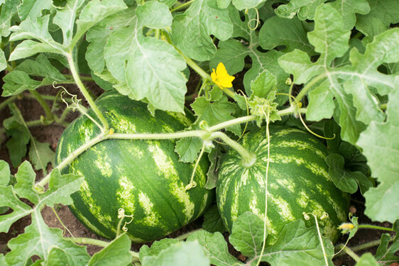 Cocomero o Anguria