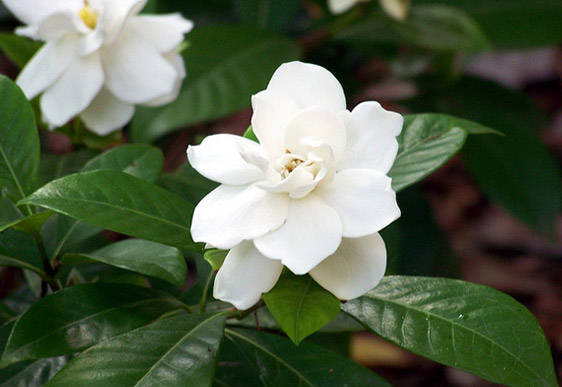 Gardenia