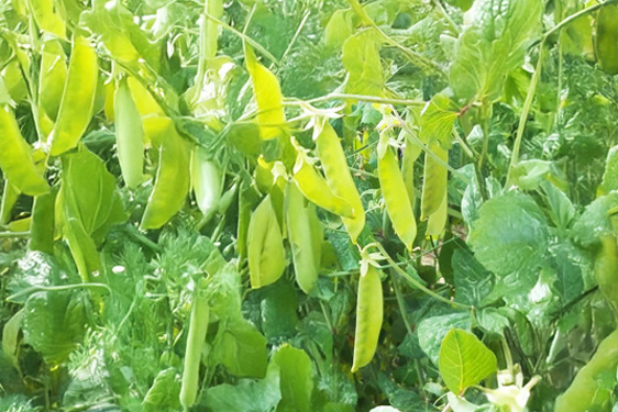 Pianta del Mangetout (Taccola)