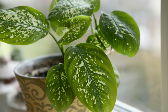 Dieffenbachia