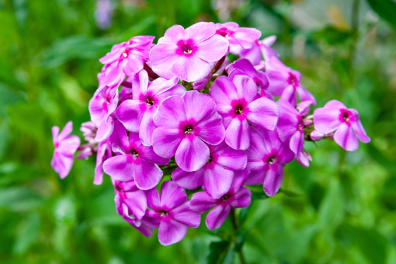 Phlox