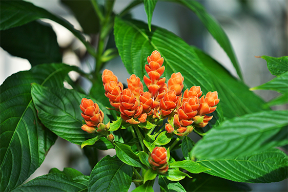 Aphelandra