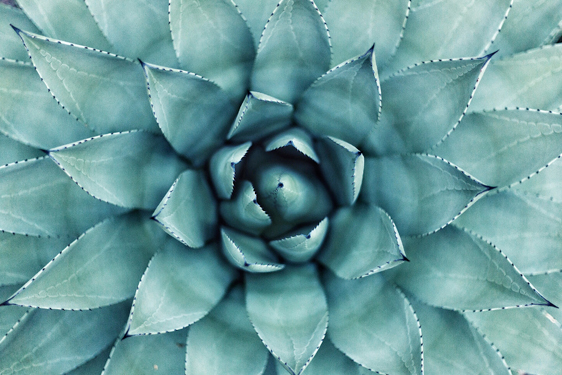 Agave