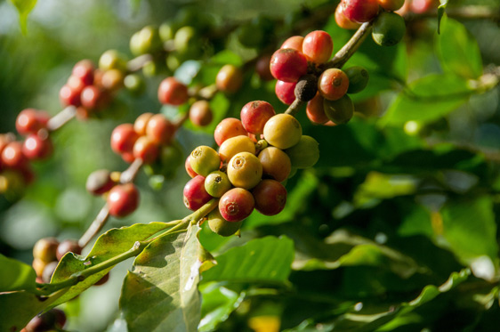 Coffea arabica