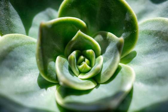 Echeveria