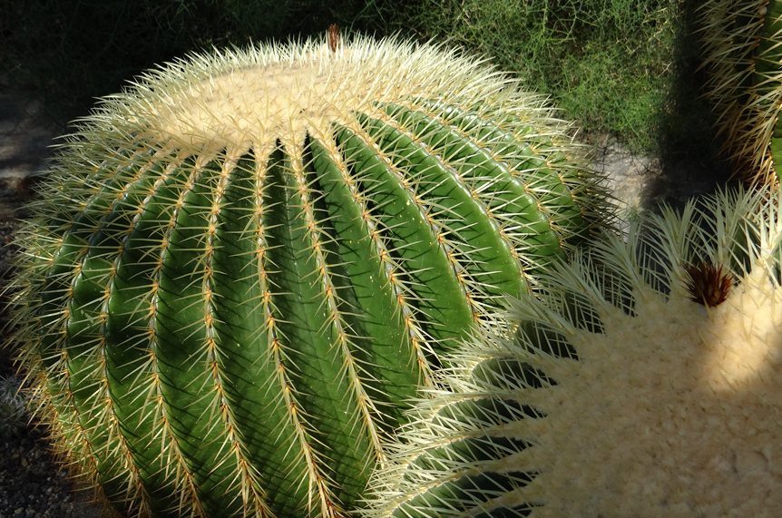 Echinocactus Grusonii