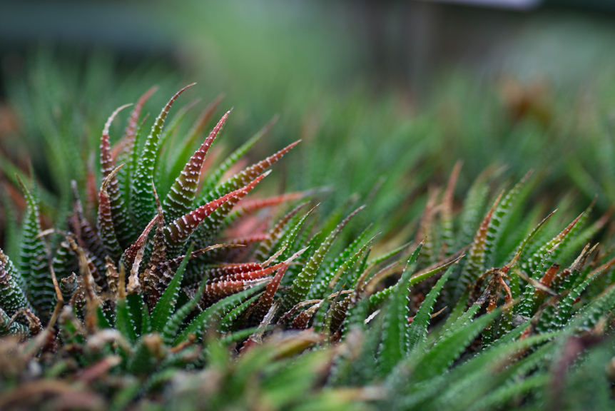 Haworthia