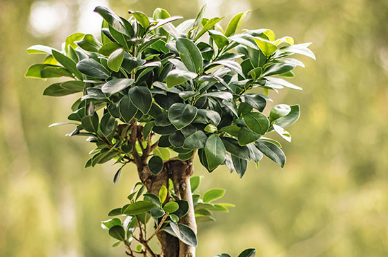 Bonsai Ficus Ginseng