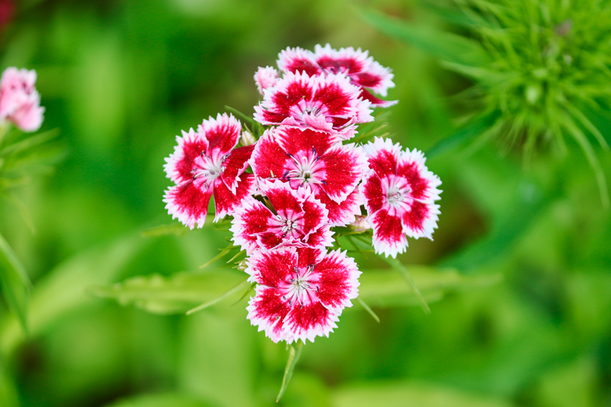 Dianthus barbatus