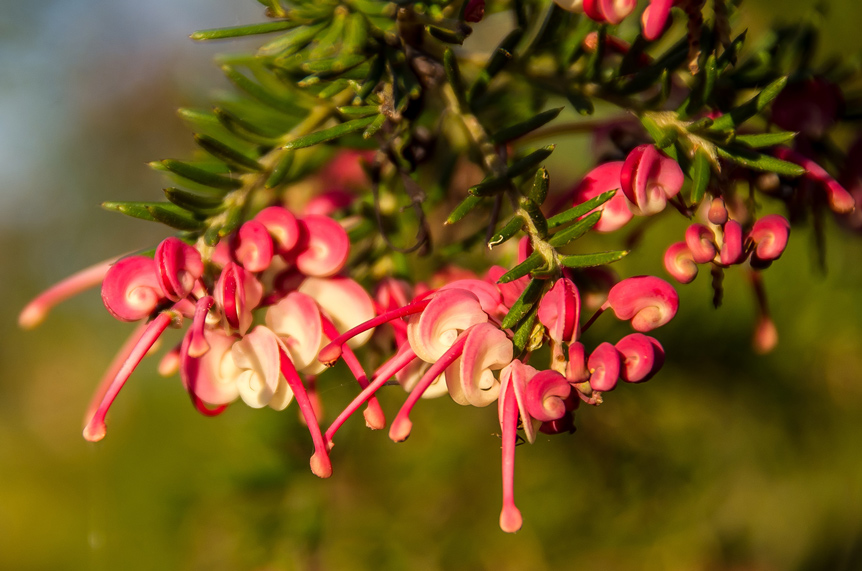 Grevillea Mount Tamboritha