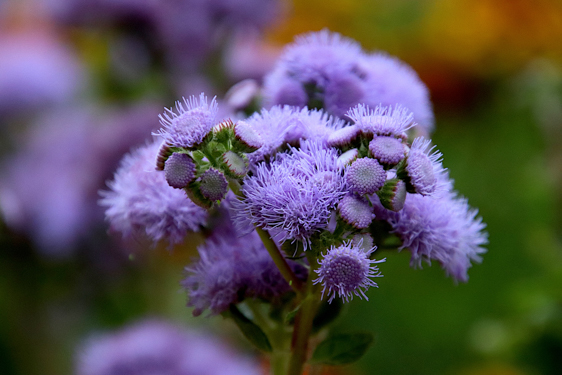 Ageratum