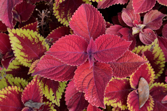 Coleus