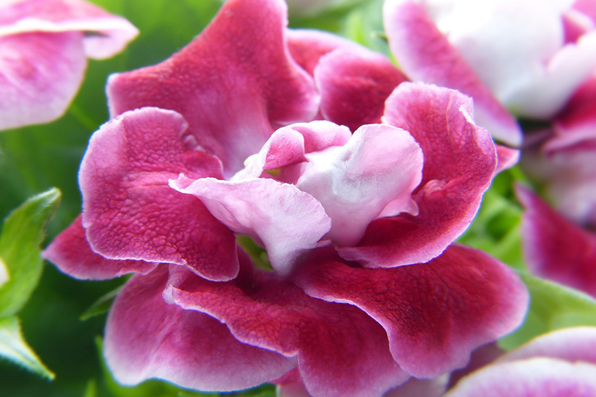 Gloxinia