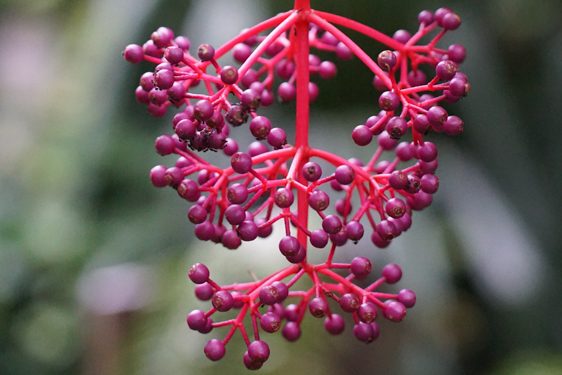 Medinilla