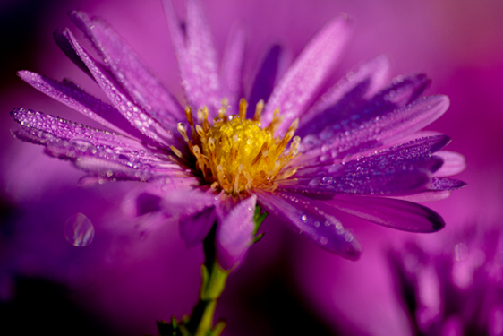 Aster