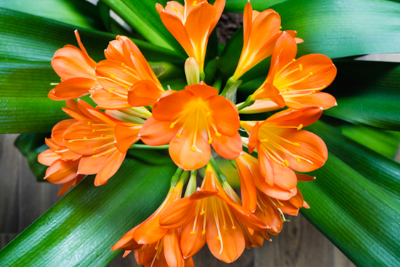 Clivia