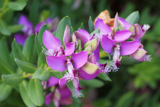 Poligala (o polygala)