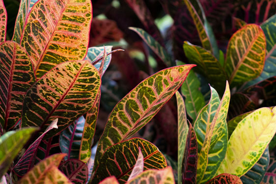 Croton Petra