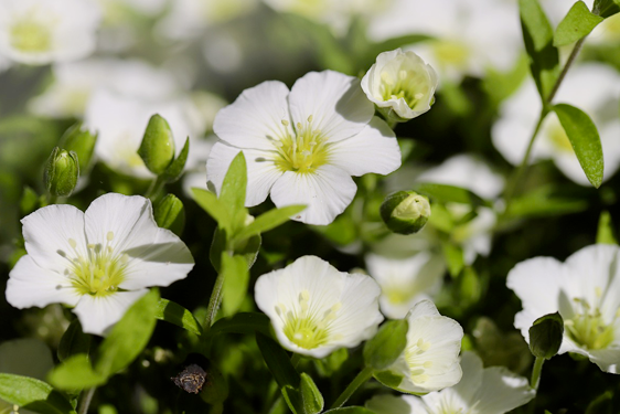 Arenaria Montana