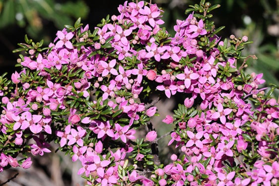 Boronia