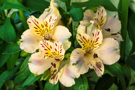 Alstroemeria Giglio del Perù