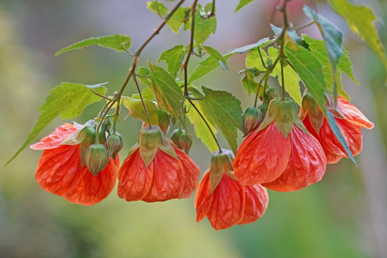 Abutilon