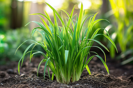 Pianta del Lemongrass – Citronella