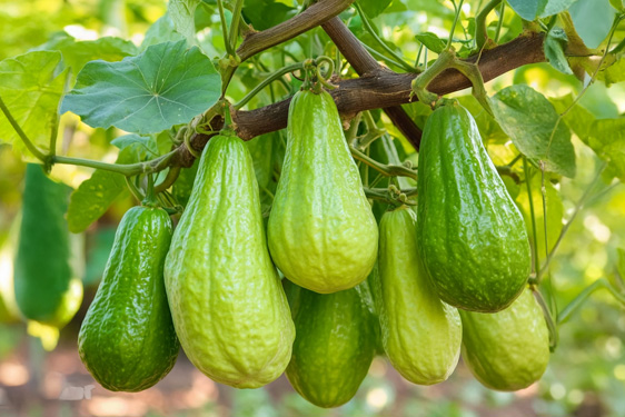 Pianta del Chayote