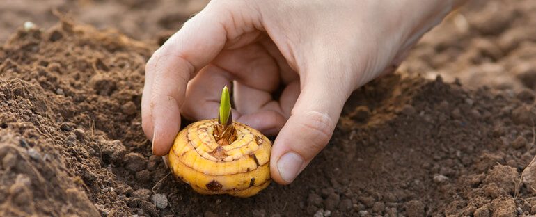 Bulbi da fiore: consigli per la messa a dimora