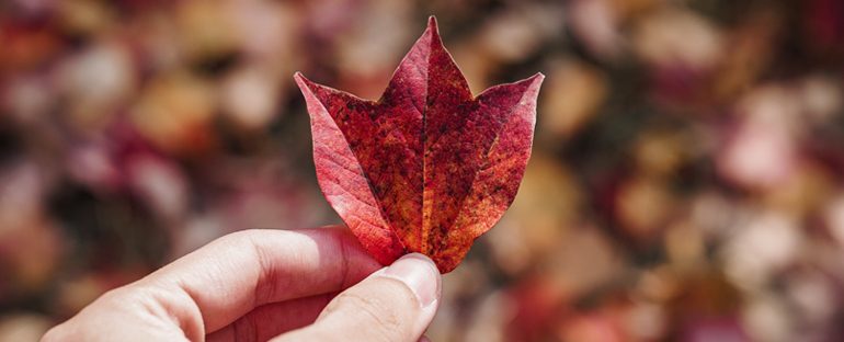 10 Giardini italiani da visitare in autunno