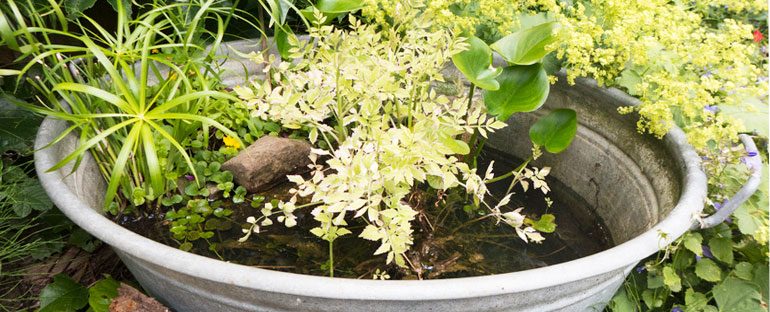 Realizzare un giardino acquatico fai da te