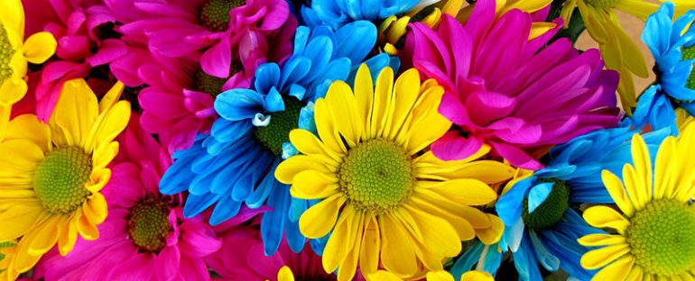 Energia ed emozioni dai colori dei fiori