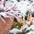 Giardino: come curarlo in inverno