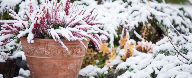 Giardino: come curarlo in inverno