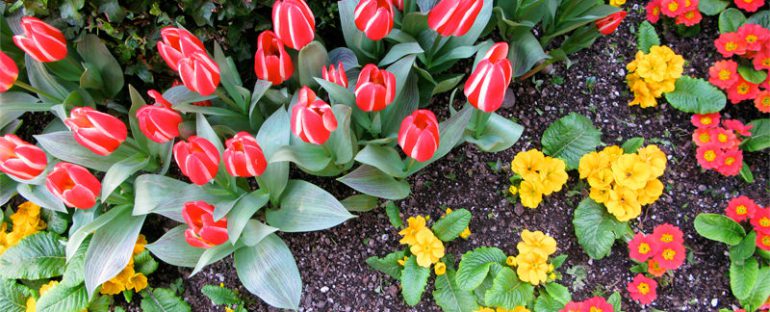 A Maggio dedicati all’orto e al giardino