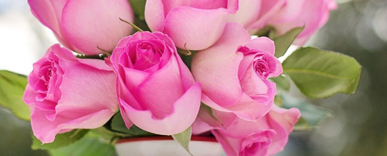 Cura delle Rose a Maggio: tecniche e consigli per un giardino rigoglioso