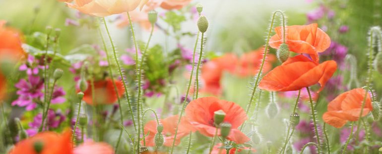 I fiori di campo di maggio: i 5 più amati per abbellire la tavola