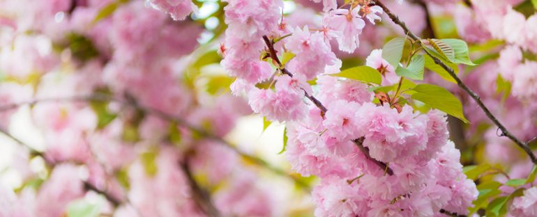 I Fiori della Pasqua