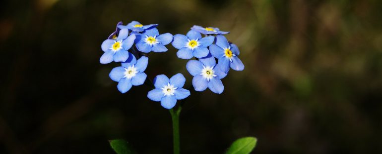 Il fiore ideale per la festa dei nonni