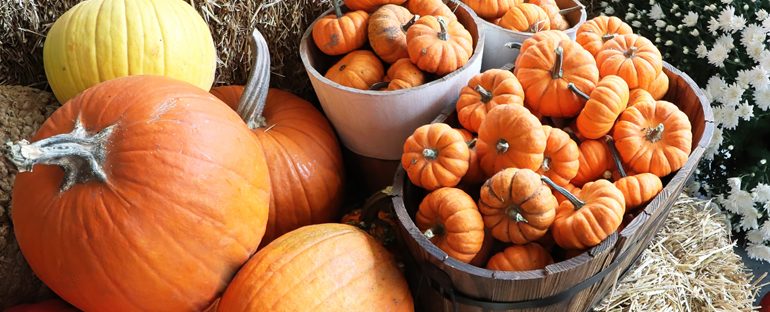 Giardinaggio autunnale: la guida con piante e idee creative