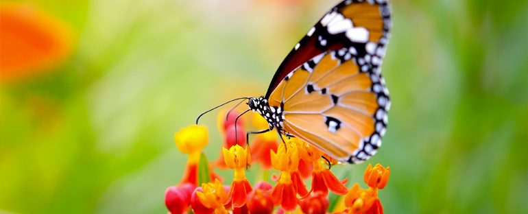 Come creare un giardino per le farfalle