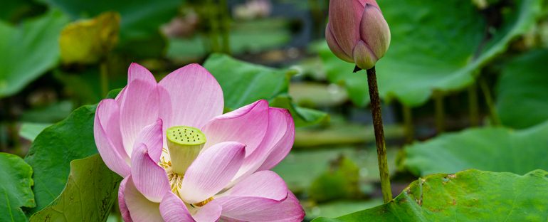 Piante Leggendarie: Miti e Storie Legate a Piante e Fiori