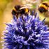 Piante e fiori per salvare le api