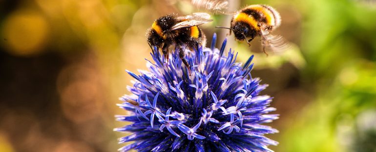 Piante e fiori per salvare le api