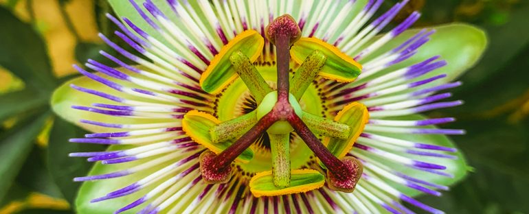 Piante ornamentali insolite: aggiungi un tocco di originalità al tuo giardino