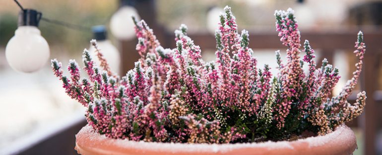 Piante da balcone, belle anche in inverno!