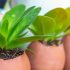 Usi alternativi degli scarti alimentari
